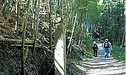 熊野古道